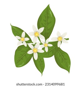 Tree branch with lemon blossom. Lemon flowers flat vector.