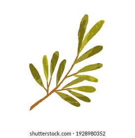 Tree branch with long green leaves. Hand-drawn twig of foliage plant. Botanical element for decoration. Colored flat textured vector illustration of fresh greenery isolated on white background