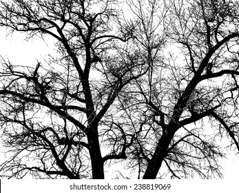 Tree branch on a white background. Vector