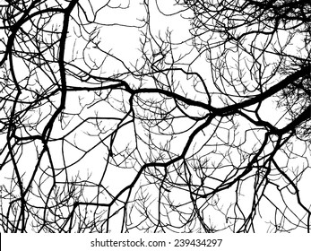 Tree branch on a white background. Vector