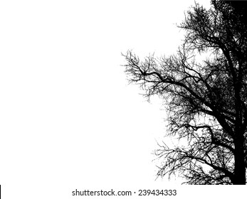 Tree branch on a white background. Vector