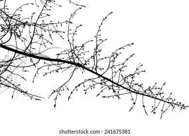 Tree branch on a white background. Vector 