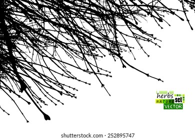 Tree branch on a white background. Vector