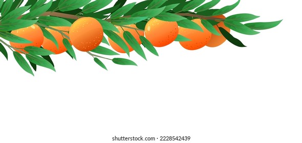 Tree branch orange with ripe fruits. Garden plant with edible harvest. Isolated on white background. Branch with foliage and leaves. Vector.