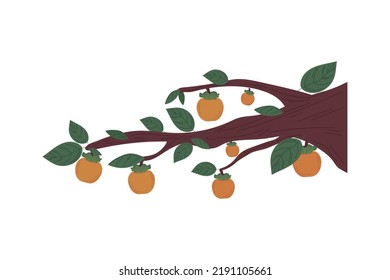 tree branch persimmon fruit isolated icon