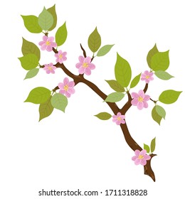 Tree branch with pink delicate flowers and leaves