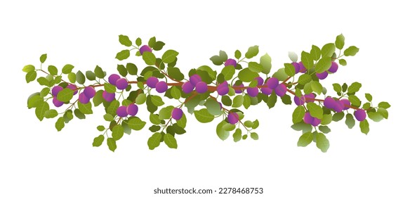 Tree branch plum with ripe fruits. Garden plant with edible harvest. Branch with foliage and leaves. Isolated on white background. Vector