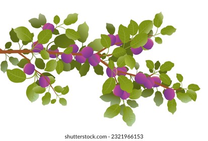 Tree branch plum with ripe fruits. Garden plant with edible harvest. Isolated on white background. Branch with foliage and leaves. Vector