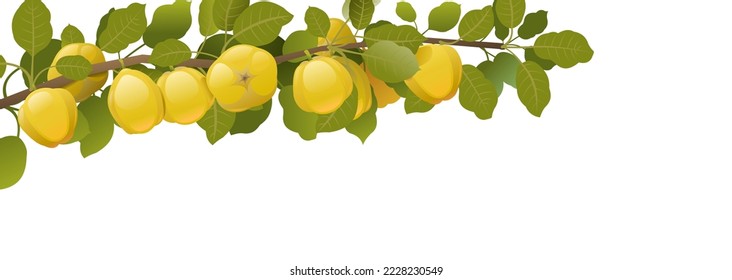 Tree branch quince with ripe fruits. Garden plant with edible harvest. Isolated on white background. Branch with foliage and leaves. Vector.