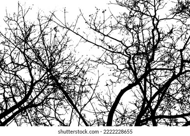 Tree branch silhouette on transparent background