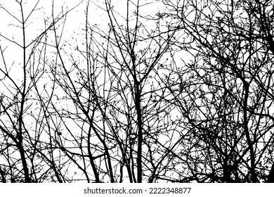 Tree branch silhouette on transparent background