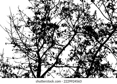 Tree branch silhouette on transparent background