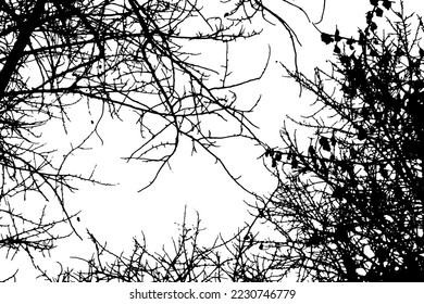 Tree branch silhouette on transparent background