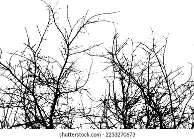 Tree branch silhouette on transparent background