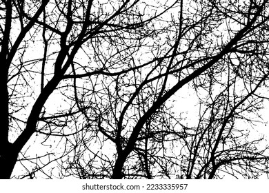 Tree branch silhouette on transparent background