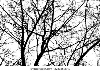 Silhouette de rama de árbol sobre fondo transparente