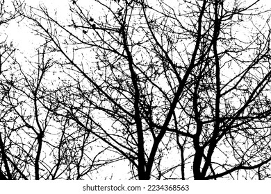 Tree branch silhouette on transparent background