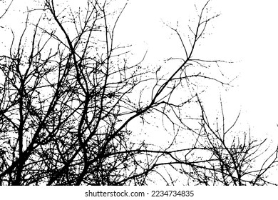 Tree branch silhouette on transparent background