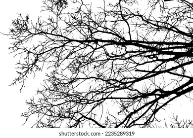 Silhouette de rama de árbol sobre fondo transparente