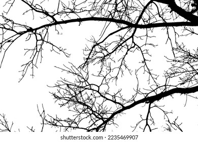 Silhouette de rama de árbol sobre fondo transparente