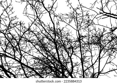 Silhouette de rama de árbol sobre fondo transparente