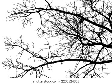 Silhouette de rama de árbol sobre fondo transparente