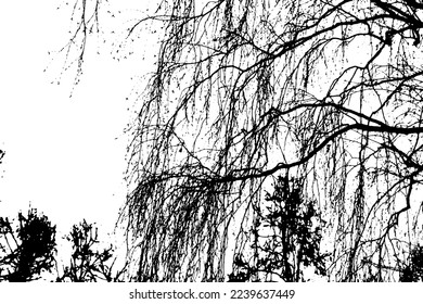 Tree branch silhouette on transparent background
