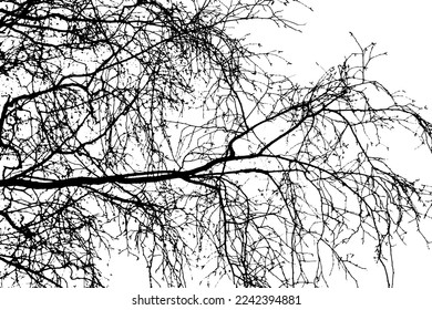 Tree branch silhouette on transparent background