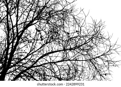 Tree branch silhouette on transparent background
