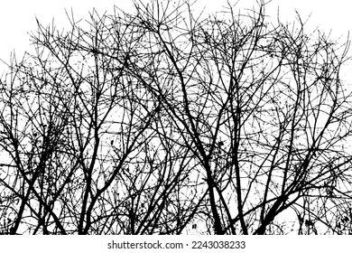 Silhouette de rama de árbol sobre fondo transparente