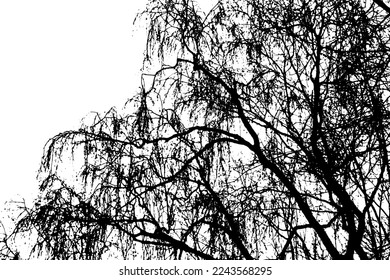 Tree branch silhouette on transparent background