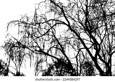 Silhouette de rama de árbol sobre fondo transparente