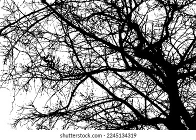 Baumzweig-Silhouette auf transparentem Hintergrund