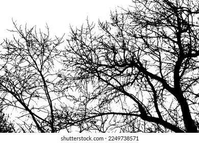 Tree branch silhouette on transparent background