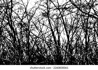 Tree branch silhouette on transparent background