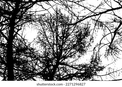 Silhouette de rama de árbol sobre fondo transparente