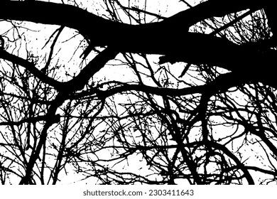 Tree branch silhouette on transparent background