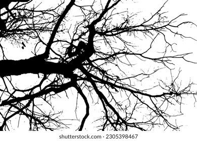 Silhouette de rama de árbol sobre fondo transparente