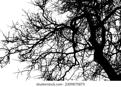 Baumzweig-Silhouette auf transparentem Hintergrund