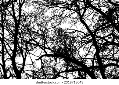 Tree branch silhouette on transparent background