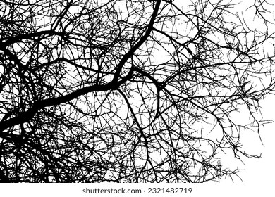 Silhouette de rama de árbol sobre fondo transparente