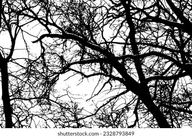 Silhouette de rama de árbol sobre fondo transparente