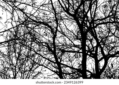 Silhouette de rama de árbol sobre fondo transparente