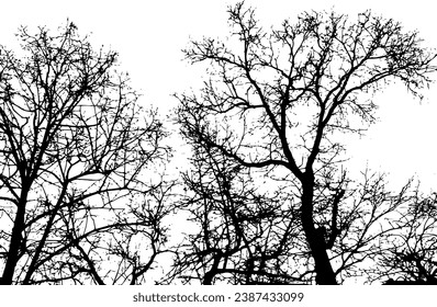 Tree branch silhouette on transparent background