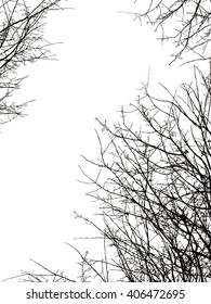Tree branch silhouette on a white background.