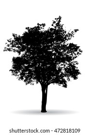 Tree Branch Silhouette  over white background,