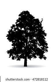 Tree Branch Silhouette  over white background,