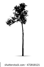 Tree Branch Silhouette  over white background,