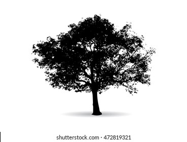 Tree Branch Silhouette  over white background,