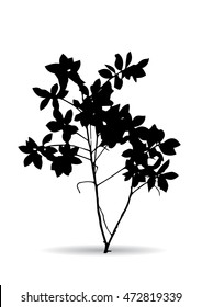 Tree Branch Silhouette  over white background,